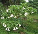 Semínka brugmansie vonné bílé Brugmansia suaveolens 5 ks tropický keř s velkými bílými trubkovitými květy pro výsev a pěstování 2