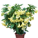 Semínka brugmansie vonné žluté Brugmansia suaveolens 5 ks kvetoucí keř s velkými žlutými trubkovitými květy pro výsev a pěstování 1