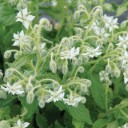 Semínka brutnáku lékařského bílého Borago officinalis Alba 50 ks medonosná jednoletá bylina s bílými hvězdicovitými květy pro zahradu 2