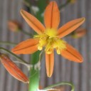Semínka bulbiny keřovité Bulbine frutescens 10 ks sukulentní rostlina s oranžovými hvězdicovitými květy pro výsev a domácí pěstování 1