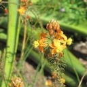 Semínka bulbiny keřovité Bulbine frutescens 10 ks sukulentní rostlina s oranžovými hvězdicovitými květy pro výsev a domácí pěstování 2