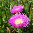 Semínka Carpobrotus edulis 20 ks sukulentní kosmatec jedlý růžové květy okrasná pokryvná rostlina do skalek a nádob 1