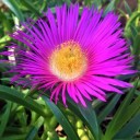 Semínka Carpobrotus edulis 20 ks sukulentní kosmatec jedlý růžové květy okrasná pokryvná rostlina do skalek a nádob 2