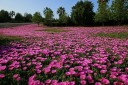 Semínka Carpobrotus edulis 20 ks sukulentní kosmatec jedlý růžové květy okrasná pokryvná rostlina do skalek a nádob 3