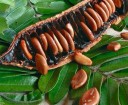 Semínka Cassia grandis 10 ks tropický okrasný strom růžové a oranžové květy pro pěstování v zahradě i v květináči exotická dřevina 4