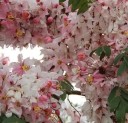 Semínka Cassia javanica subsp. agnes 10 ks tropický okrasný strom růžovobílé květy pro pěstování v zahradě i v květináči exotická dřevina 3