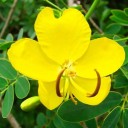 Semínka Cassia occidentalis kasie západní 20 ks tropický keř s žlutými květy pro pěstování na zahradě i v květináči exotická rostlina 2