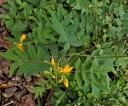 Semínka Cassia occidentalis kasie západní 20 ks tropický keř s žlutými květy pro pěstování na zahradě i v květináči exotická rostlina 3