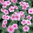 Semínka Catharanthus roseus barvínkovec růžový 20 ks okrasná rostlina s růžovými květy pro pěstování v zahradě i v květináči 1