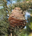 Semínka cedr himálajský Cedrus deodara okrasný jehličnatý strom 20 ks zelené jehličí pro výsadbu na zahradě nebo do parku exotická dřevina 2