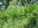 Semínka cedr himálajský Cedrus deodara okrasný jehličnatý strom 20 ks zelené jehličí pro výsadbu na zahradě nebo do parku exotická dřevina 3