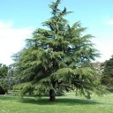 Semínka cedr himálajský Cedrus deodara okrasný jehličnatý strom 20 ks zelené jehličí pro výsadbu na zahradě nebo do parku exotická dřevina 4