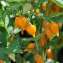 Semínka chilli hybridu Capsicum chinense x frutescens 10 ks pálivá paprika s červenými a oranžovými plody pro výsev a pěstování 2