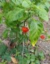 Semínka chilli hybridu Capsicum chinense x frutescens 10 ks pálivá paprika s červenými a oranžovými plody pro výsev a pěstování 3