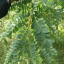 Semínka Chloroxylon swietenia 20 ks vzácný indický strom satinwood s krémovými květy pro skleník zimní zahradu i jako bonsaj 2