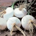 Semínka cibule kuchyňské Allium cepa Bianca di Giugnio, 5 ks, italská bílá odrůda s kulatými cibulemi, výsadba na zahradu 1