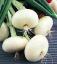 Semínka cibule kuchyňské Allium cepa Bianca di Giugnio, 5 ks, italská bílá odrůda s kulatými cibulemi, výsadba na zahradu 2