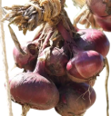Semínka cibule kuchyňské Allium cepa Rouge Foncé de Hollande, 50 ks, holandská tmavě červená odrůda, výsadba na zahradu 2
