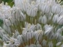 Semínka cibule kuchyňské Allium cepa Stuttgarter Giant, 50 ks, klasická žlutohnědá odrůda, výsadba pro zahradu a samozásobitele 2