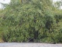 Semínka cicimku Ziziphus mauritiana 5 ks Tropický ovocný strom s červenými kulatými jedlými plody Na pěstování i do nádoby 2