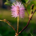 Semínka citlivky stydlivé Mimosa pudica 100 ks Pohyblivé listy reagující na dotek a růžové květy Pokojová rostlina i pro děti 1