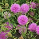 Semínka citlivky stydlivé Mimosa pudica 100 ks Pohyblivé listy reagující na dotek a růžové květy Pokojová rostlina i pro děti 2