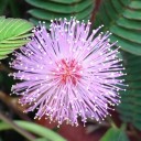 Semínka citlivky stydlivé Mimosa pudica 100 ks Pohyblivé listy reagující na dotek a růžové květy Pokojová rostlina i pro děti 3