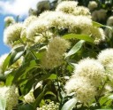Semínka citronové myrty Backhousia citriodora 20 ks aromatický australský keř s bílými květy pro pěstování v interiéru a zahradě 1