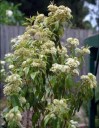 Semínka citronové myrty Backhousia citriodora 20 ks aromatický australský keř s bílými květy pro pěstování v interiéru a zahradě 2