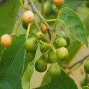 Semínka Cordia dichotoma 5 ks tropický ovocný strom z Asie s drobnými žlutými plody pro pěstování ve skleníku nebo zimní zahradě 2