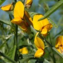 Semínka Crotalaria juncea 20 ks tropická luskovina s žlutými květy pro zelené hnojení půdy a meziplodinové výsadby v zahradě 2