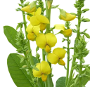 Semínka Crotalaria spectabilis 5 ks tropická bobovitá rostlina se žlutými dekorativními květy pro letní zahradu a okrasné výsadby 1