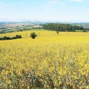 Semínka Crotalaria spectabilis 5 ks tropická bobovitá rostlina se žlutými dekorativními květy pro letní zahradu a okrasné výsadby 2