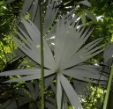 Semínka Cryosophila guagara 4 ks vzácná vějířovitá palma ze střední Ameriky pro botanické sbírky a tropické skleníkové výsadby 2