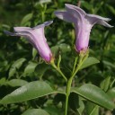 Semínka Cryptostegia grandiflora 10 ks tropická liána s růžovými květy ve tvaru trumpety pro pěstování ve skleníku a interiéru 2