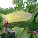 Semínka Cryptostegia grandiflora 10 ks tropická liána s růžovými květy ve tvaru trumpety pro pěstování ve skleníku a interiéru 3