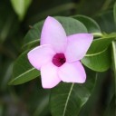 Semínka Cryptostegia grandiflora 10 ks tropická liána s růžovými květy ve tvaru trumpety pro pěstování ve skleníku a interiéru 4