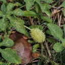 Semínka Cucumis anguria 10 ks malá zelená drobná okurka angurie s ostnatou slupkou pro domácí pěstování a nakládání do octa 2