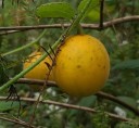 Semínka Cucumis melo dudaim 10 ks kapesní meloun s oranžovou pruhovanou kůrou a aromatickou vůní pro letní zahradní pěstování 2