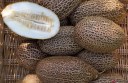 Semínka Cucumis sativus sikkimensis 5 ks himálajská okurka s hnědou síťovanou slupkou pro sběratele a tradiční zahradničení 2