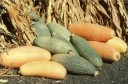 Semínka Cucurbita maxima Banana Squash Pink 4 ks růžová banánovitá tykev s podlouhlými plody pro pěstování v zahradě a sklady 2