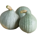 Semínka Cucurbita maxima Hubbard squash 4 ks šedozelená klasická americká dýně pro pěstování v zahradě a zimní skladování 1