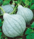Semínka Cucurbita maxima Hubbard squash 4 ks šedozelená klasická americká dýně pro pěstování v zahradě a zimní skladování 2