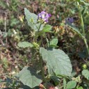 Semínka Cullen corylifolium 200 ks ájurvédská léčivka psoralea s drobnými růžovými klasy pro výrobu olejů a rostlinných tinktur 2