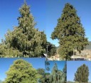 Semínka Cupressus cashmeriana 30 ks kašmírský cypřiš se stříbřitě modrozeleným převislým olistěním pro pěstování v zahradě 3