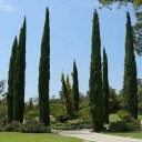 Semínka cypřiš vždyzelený sloupovitý Cupressus sempervirens stricta 1000 ks zelený jehličnan pro velkoplošné aleje a parky 1