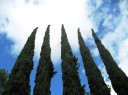 Semínka cypřiš vždyzelený sloupovitý Cupressus sempervirens stricta 1000 ks zelený jehličnan pro velkoplošné aleje a parky 2