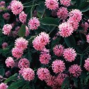 Semínka Dais cotinifolia 20 ks jihoafrický strom s růžovými kulatými květy pro pěstování ve sklenících a tropických zahradách 2