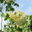 Semínka dalbergie širokolistá Dalbergia latifolia 20 ks indický palisandr s tmavými listy pro pěstování ve sklenících a sběratelské sbírky 2