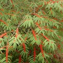 Semínka Debregeasia longifolia 20 ks asijský keř s drobnými červenými plody a dlouhými zubatými listy pro sběratele exotik 1